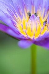 Fototapeta premium purple lotus flower