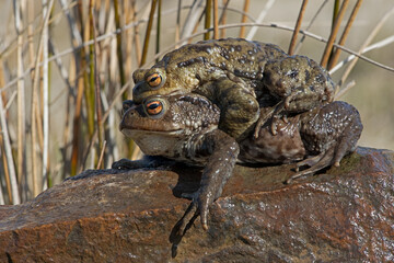 Paired male and female Toads (Bufo bufo) at their breeding pond
