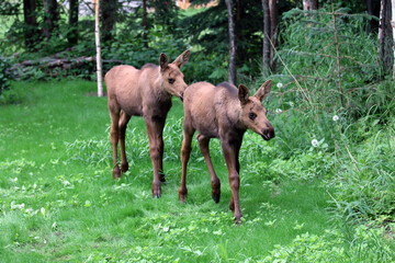 Fototapeta premium Moose Anchorage Alaska