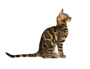 Beautiful 4 month old Bengal kitten with large rosettes and clean background isolated on white background. Black spotted tabby bengal kitten.