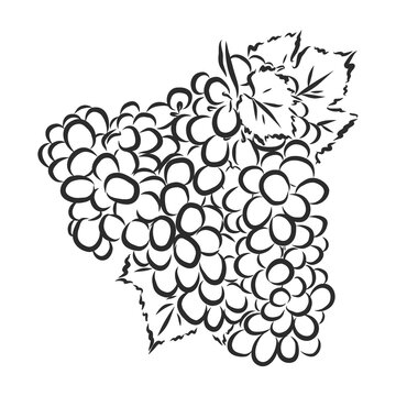 Sketch illustration of bunch of grapes, wine grapes, vector sketch illustration