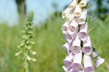flowering foxglove in in the nature © Caro