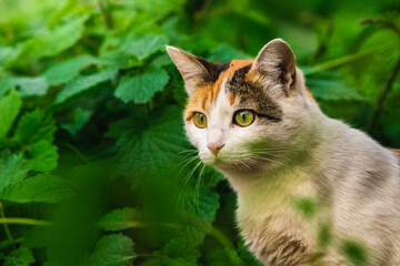 Naklejka na ściany i meble Beautiful calico cat portraits on a green background funny expressions and emotions