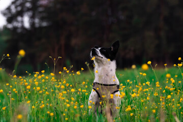 Basenji dog on the field in yellow flowers portrait