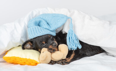 Toy terrier puppy wearing warm hat sleeps under a warm blanket on a bed at home and hugs favorite toy bear
