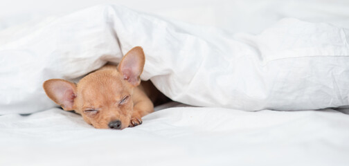 Tiny Toy terrier puppy sleeps under blanket on a bed at home. Empty space for text