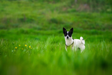 Full length basenji dog stands on the road on a path to a hollow green nature and man’s friend
