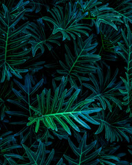 closeup nature view of green leaf background, dark wallpaper concept.
