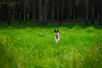 Fototapeta na wymiar The dog runs from the forest, the basenji walks