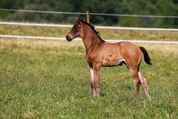 Foal brown stands on the pasture and looks excitedly to the left..