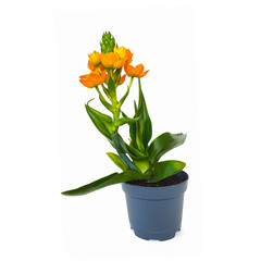 Orange flowers Ornithogalum Dubium. Flowering plant. Selective focus.