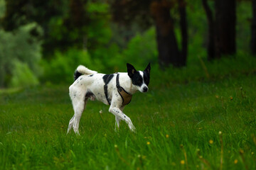 A dog on a dark background of the forest is running somewhere, a photo of basenji in motion