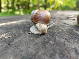 A snail in natural habitat