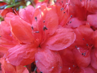 Azalea flowers