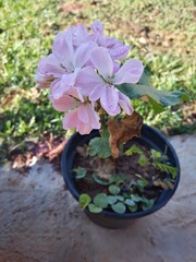 purple flowers in a pot