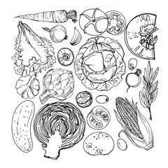 Vegetables. Fresh food. Pumpkin, artichokes, beets, asparagus, corn, garlic, tomato line drawn on a white background. Vector illustration.