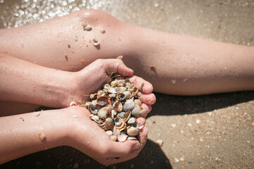 sea ​​shells and children's hands on the sea close-up.  Teenager boy holds many sea shells in his hands.Background and textured. Summer concept.