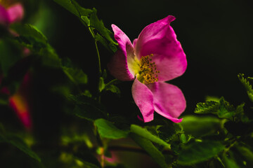 Rosehip on a dark green background close macro frame