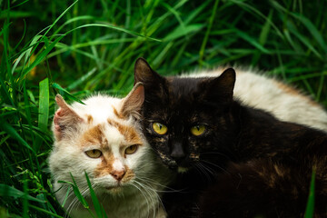 Naklejka na ściany i meble A cute couple of stray cats in the grass, love and comfort, homeless animals