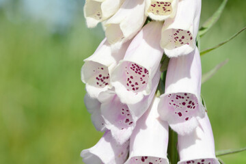 flowering foxglove in in the nature
