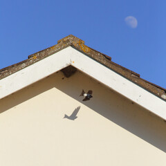 Common house martin (Delichon urbicum) flying from the nest