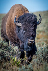 American Bison 1