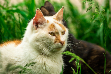 Cute stray cat next to his love, animals, portrait