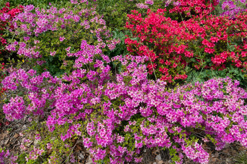 Background of Colorful Pink and Red Flowers during Spring in Long Island City Queens New York