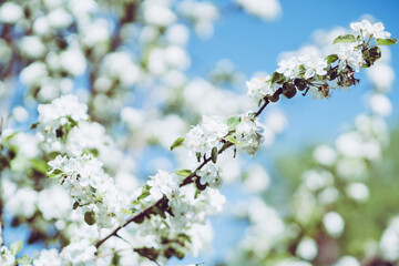 Blooming apple tree in the garden. Selective focus.