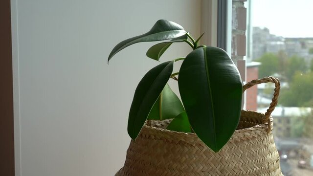 Hand with a spray gun sprays large ficus leaves, beautiful drops on the window