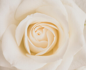 Obraz na płótnie Canvas Close up white rose flower, nature concept background