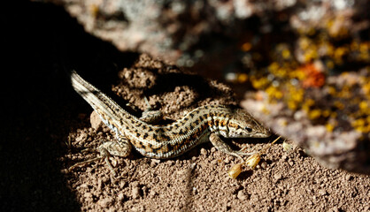cute lizard in nature close-up