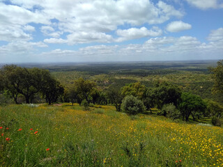 Fototapeta premium field with trees
