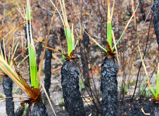Cerrado Chapada dos veadeiros