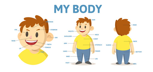 Body parts educational poster for English language students, with nouns and cartoon character. Flat vector illustration. Isolated on white background.