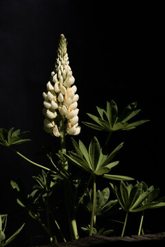 Garden Flower and black Background