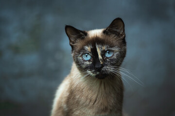 Portrait of a blue-eyed cat on a cold simple background, atmospheric portrait of a stray animal