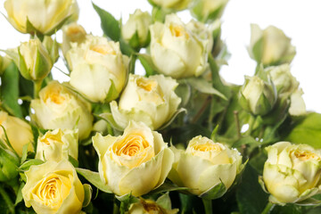 Tender yellow rose Bandolero. Close up beautiful flower isolated on white studio background. Design elements for cutting. Blooming, spring, summertime, tender leaves and petals. Copyspace.