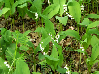 meadow of lilies of the valley in the forest after rain