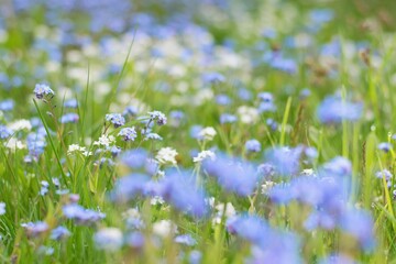 Detailed photo of wild flowers in the meadow , forget me not flower close up