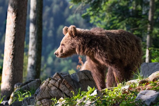 Cub of brown bear in te summer forest in natural habitat. Scientific name: Ursus Arctos Arctos. Summer green forest background.