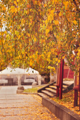 Fototapeta na wymiar Yellow leaves tree in autumn, city park.