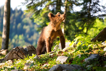 Cub of brown bear in te summer forest in natural habitat. Scientific name: Ursus Arctos Arctos. Summer green forest background.