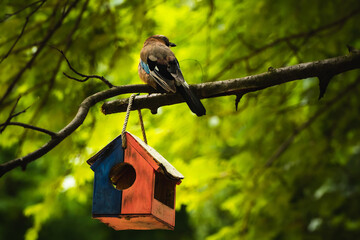 Jay next to a bird feeder on a branch on a green summer background