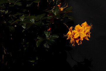 Garden Flower and black Background