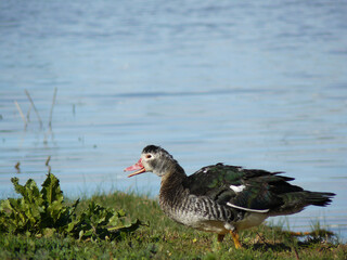 Duck on the grass in a pond