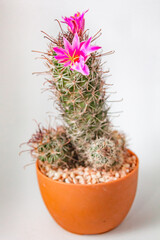 Nature light tone with cactus in pot