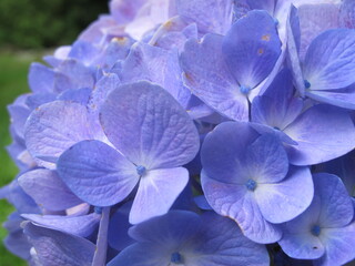 Blue hydrangea