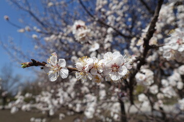 Bundle of white flowers of apricot tree against blue sky in April