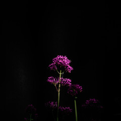 Fototapeta na wymiar Garden Flower and black Background